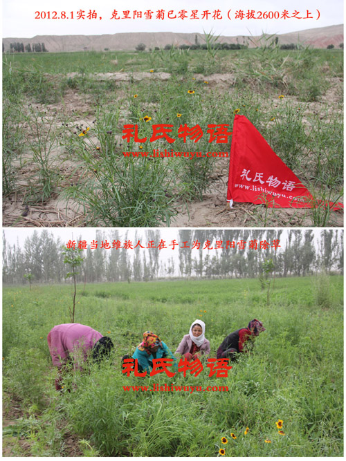 图片1：礼氏物语新疆克里阳昆仑雪菊种植基地考察